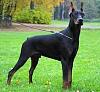 Klik Billede for en strre version

Navn:	Dobermann-5.jpg
Vist:	5
Str:	14.4 KB
ID:	2763